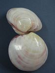 Codakia